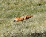 Piedmont Fox